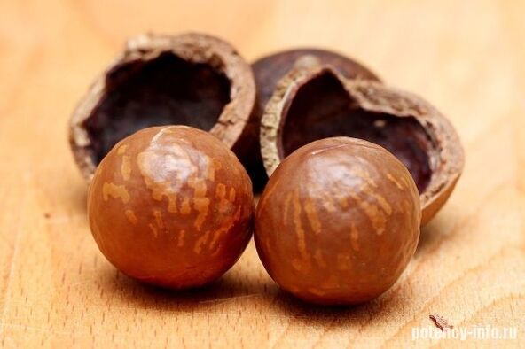 Macadamia für Potenza